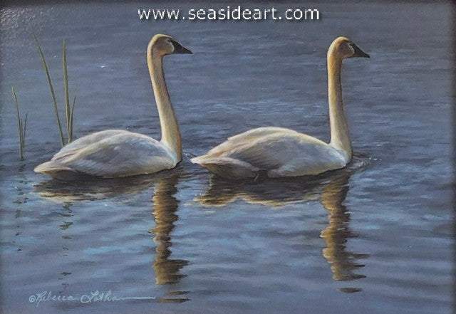 Trumpeter Swan Pair