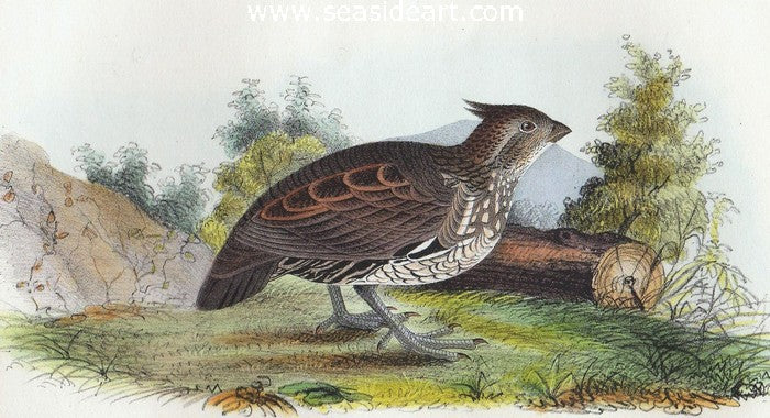 Welcome Partridge by John James Audubon - Seaside Art Gallery