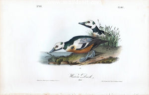 Western Duck by John James Audubon - Seaside Art Gallery
