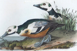 Western Duck by John James Audubon - Seaside Art Gallery