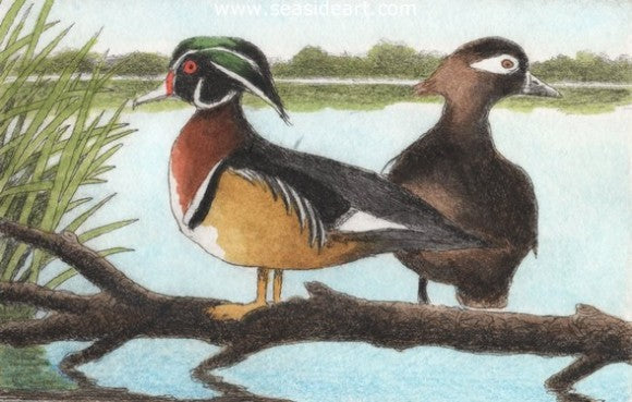 Wood Ducks IV - Seaside Art Gallery