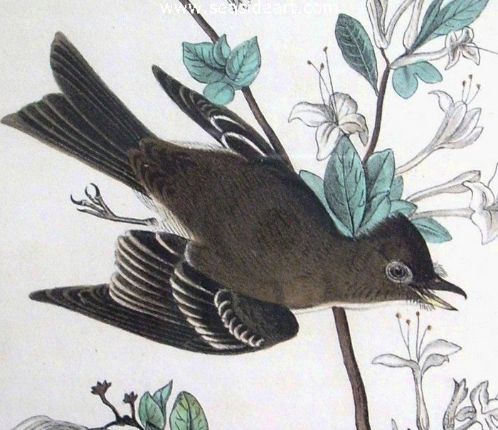 Wood Pewee Flycatcher by John James Audubon - Seaside Art Gallery