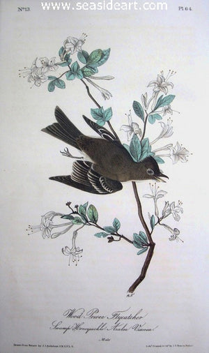 Wood Pewee Flycatcher by John James Audubon - Seaside Art Gallery