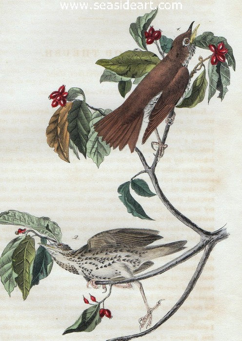 Wood Thrush by John James Audubon - Seaside Art Gallery