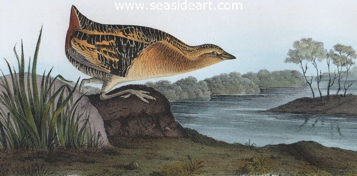 Yellow-Breasted Rail by John James Audubon - Seaside Art Gallery